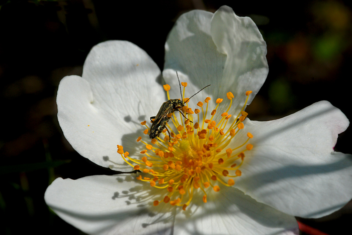 DSC_4459.jpg