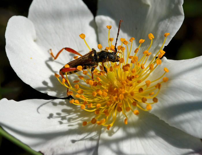 DSC_4464.jpg