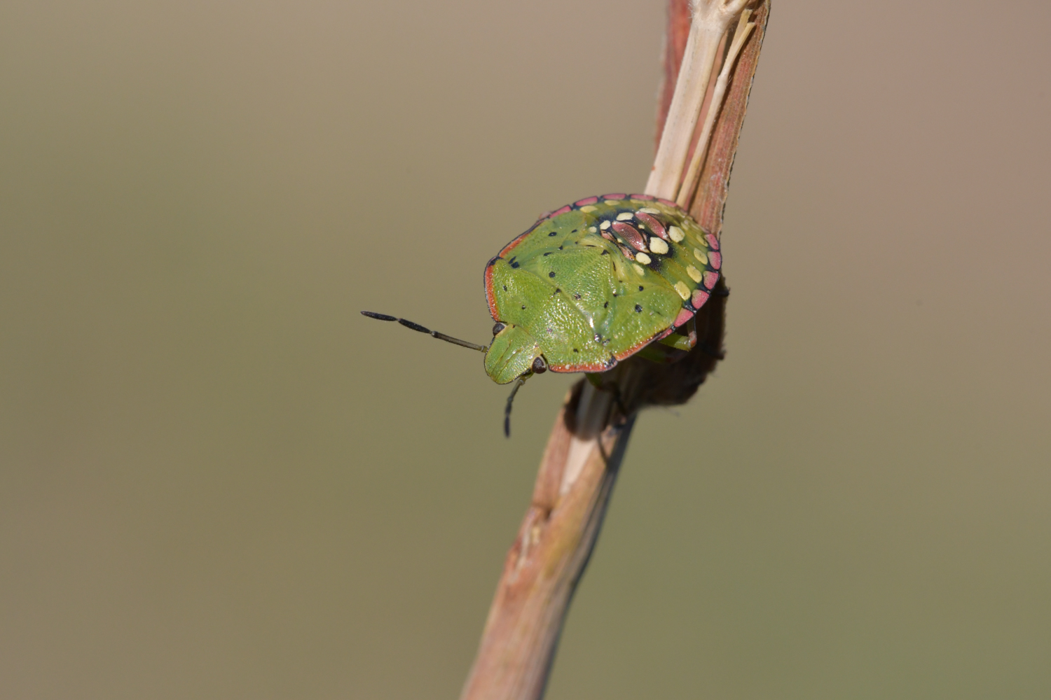 DSC_4470-2.jpg