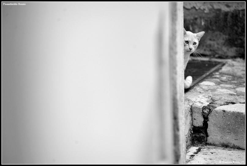 DSC_4533-copia.jpg