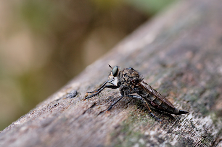 DSC_4791.jpg