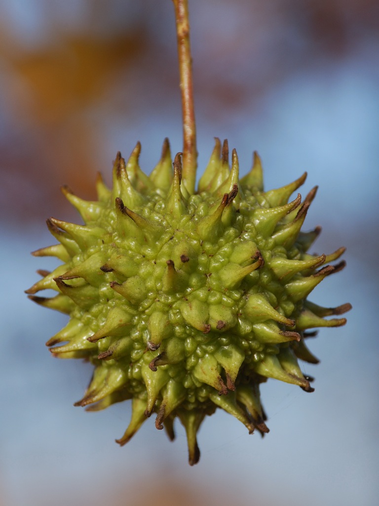 DSC_4989v.jpg