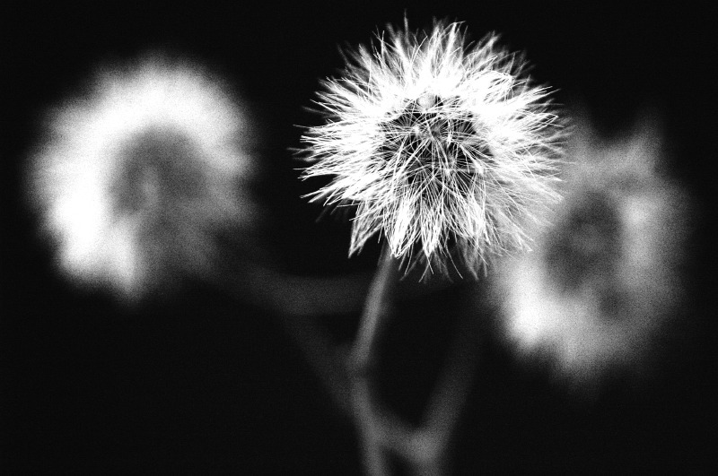 DSC_5222.JPG