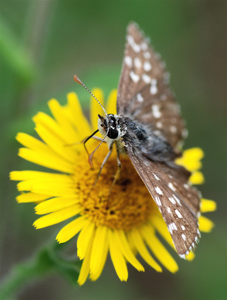 DSC_5287.jpg