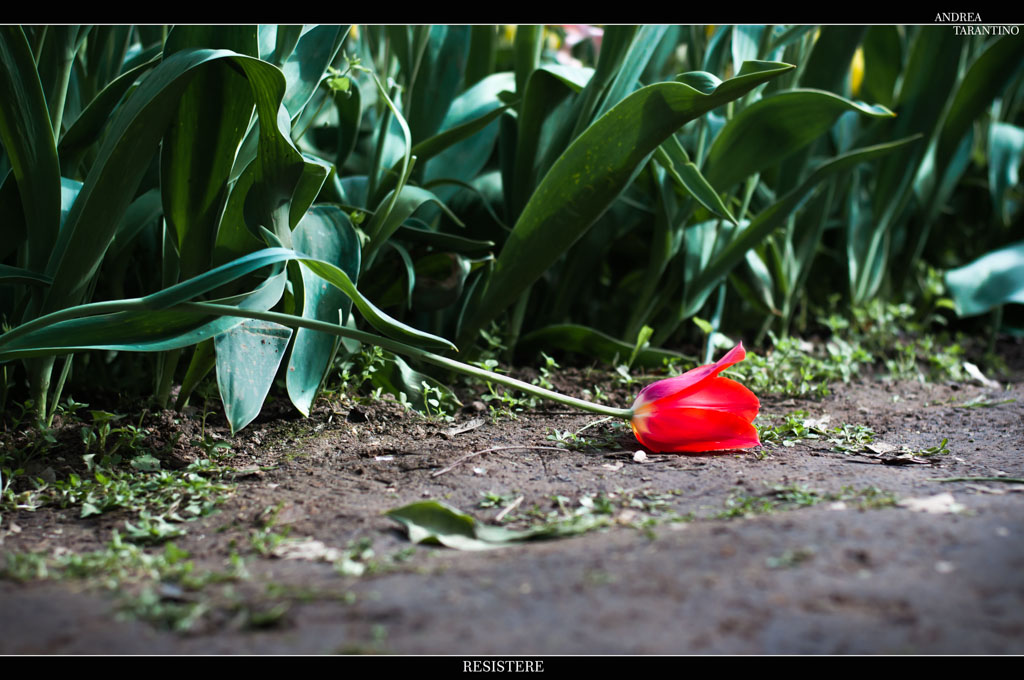 DSC_5526-Modifica.jpg