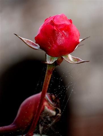 DSC_5824 (Small).jpg