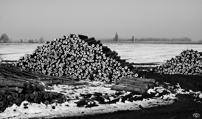 DSC_5905.jpg