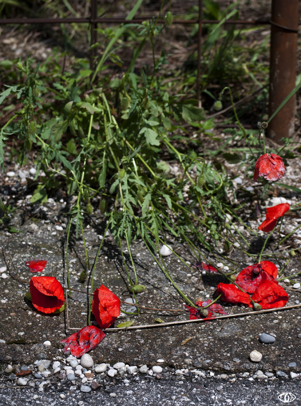 DSC_6265.jpg