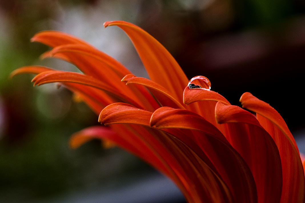 DSC_6270a.jpg