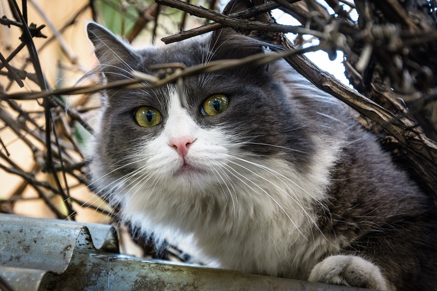 DSC_6286.jpg
