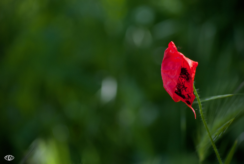 DSC_6291.jpg