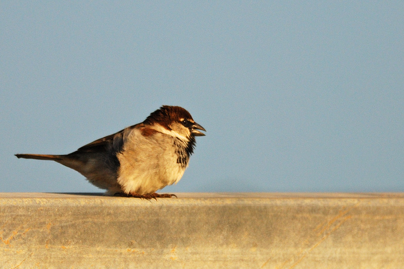 DSC_6302_2.jpg
