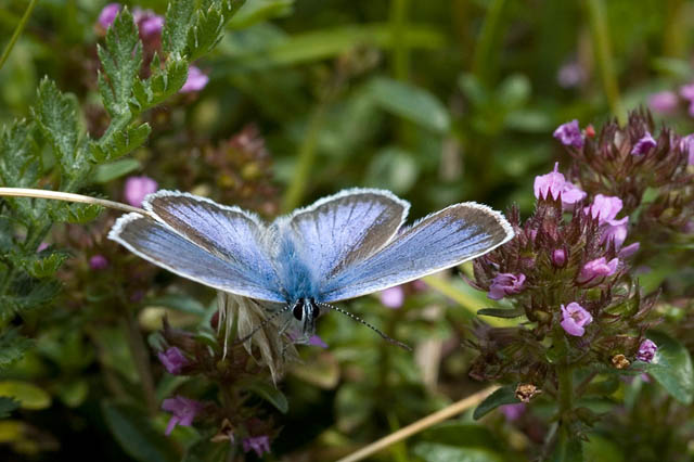 DSC_6615.jpg