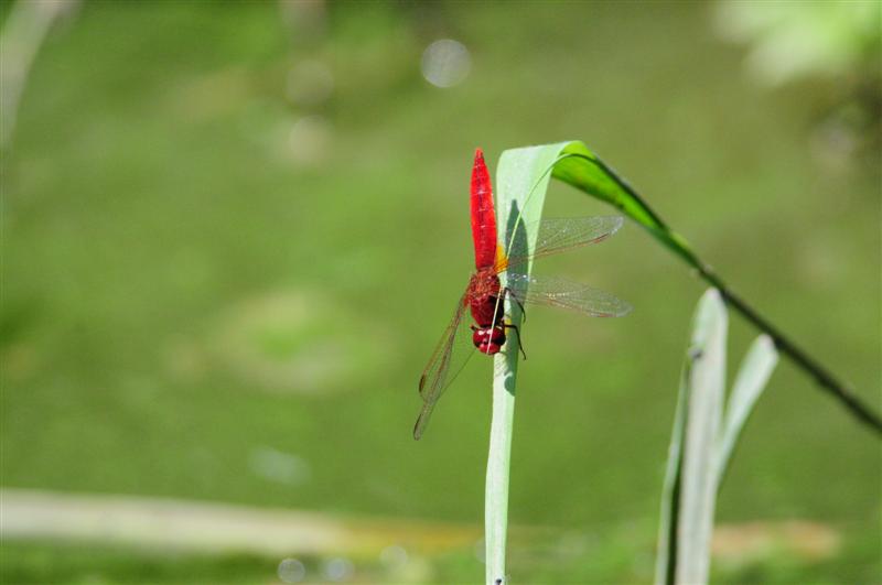 DSC_6799 m..JPG