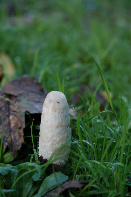 DSC_6822.JPG