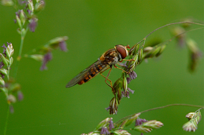 DSC_6999.jpg