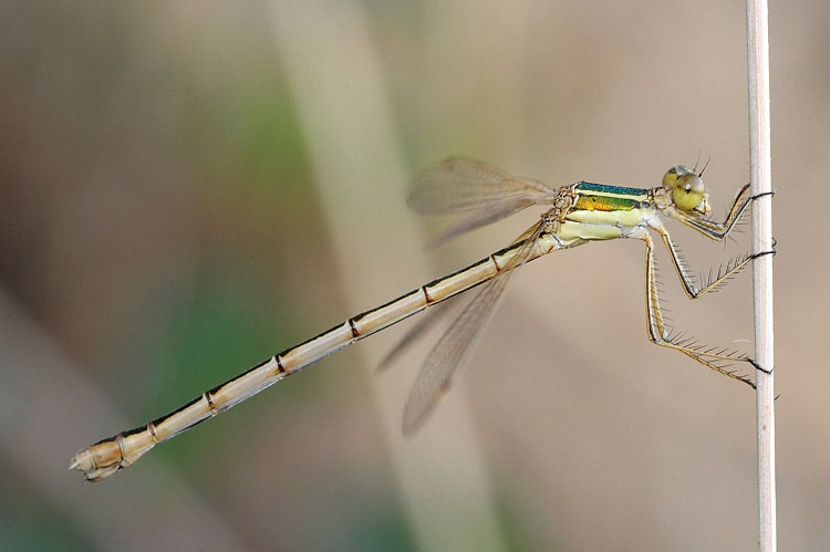 DSC_7012 libellula.jpg