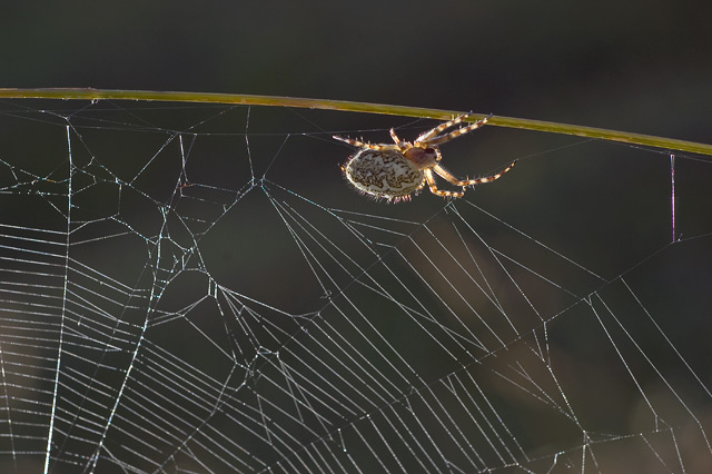 DSC_7159.jpg