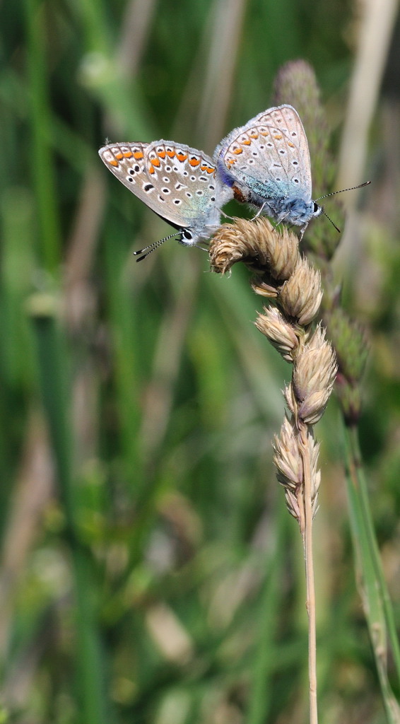 DSC_7160.jpg