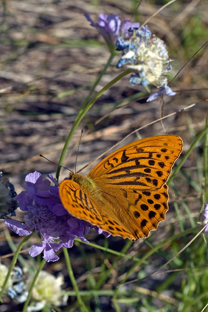 DSC_7192.jpg