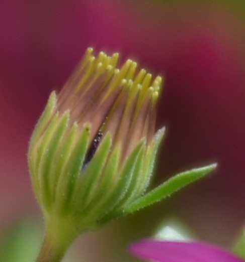 DSC_7232crop.jpg