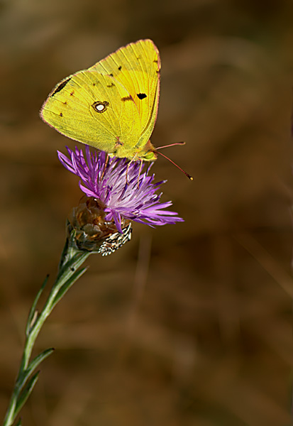 DSC_7542.jpg