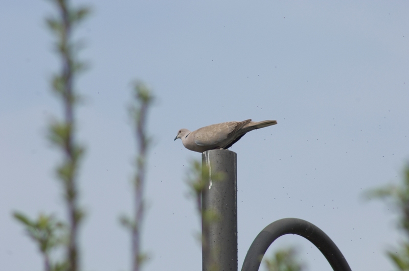 DSC_7622A.jpg