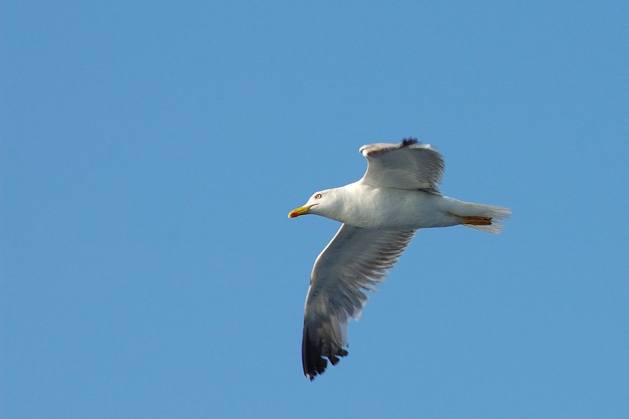 DSC_7727.jpg