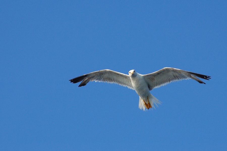 DSC_7730.jpg