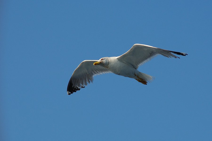 DSC_7745.jpg