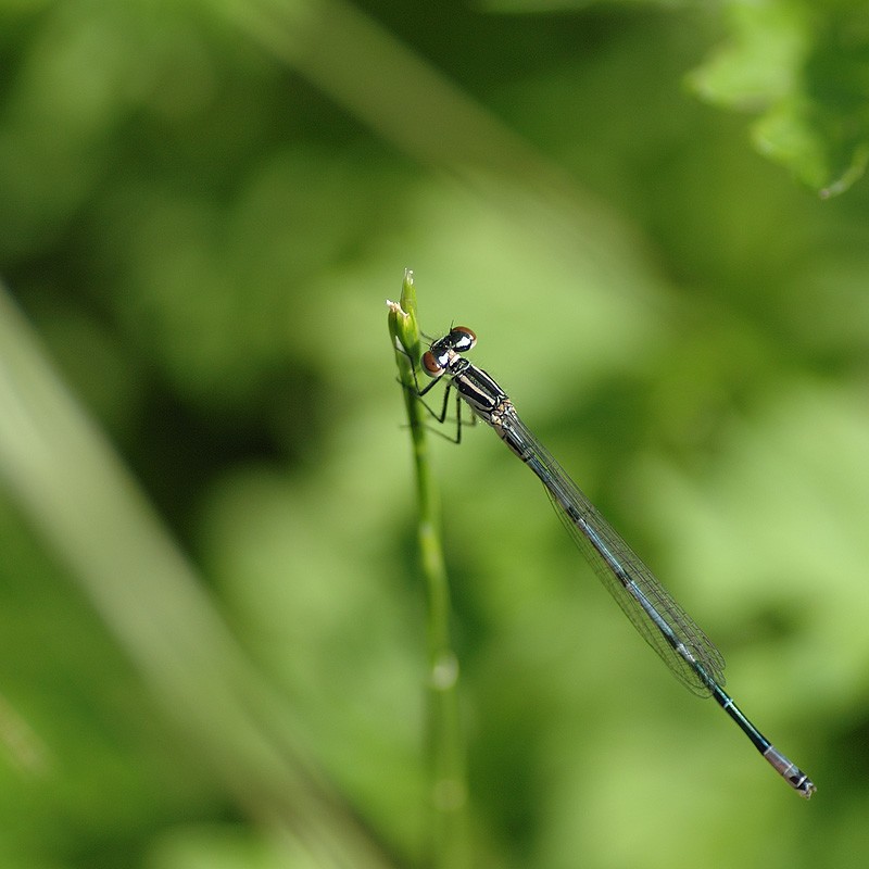 DSC_7816q2.jpg