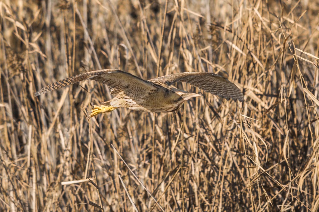 DSC_8167.jpg