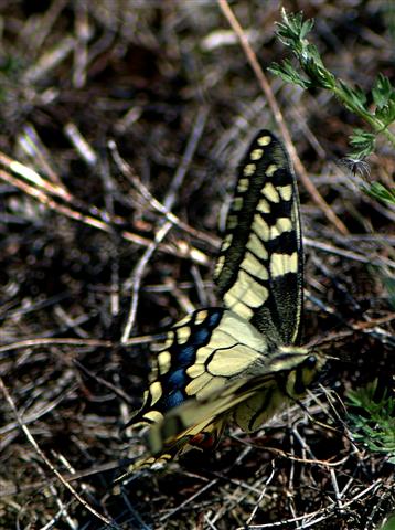 DSC_8272 (Small).jpg