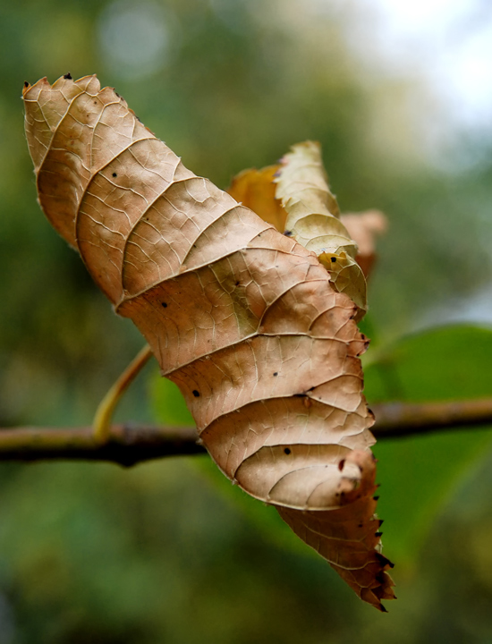 DSC_8370.jpg