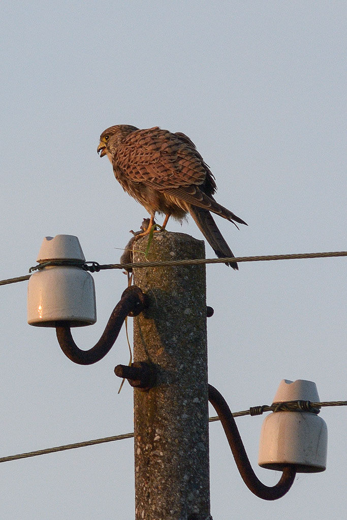 DSC_8578.jpg
