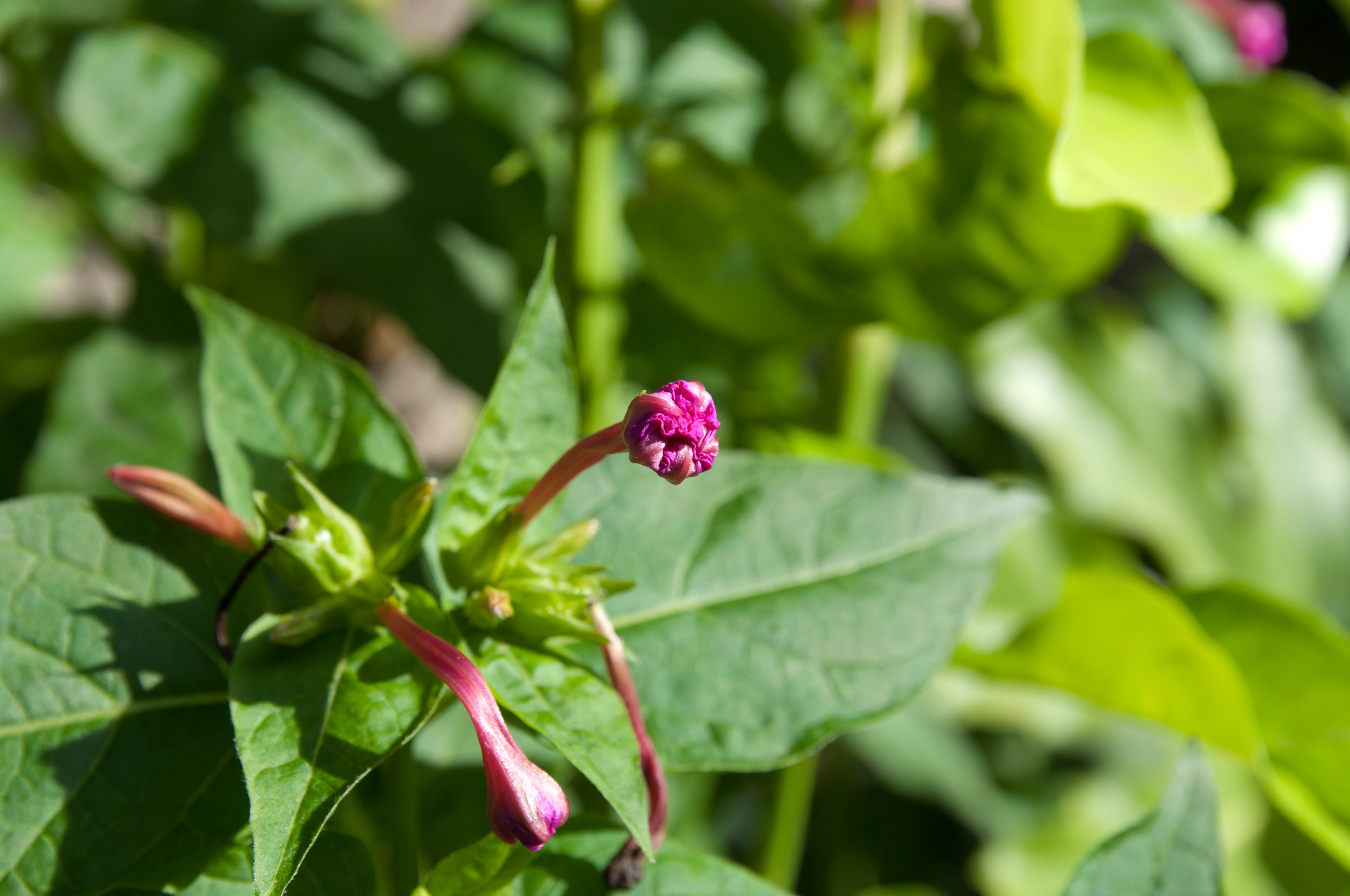 DSC_8736.jpg