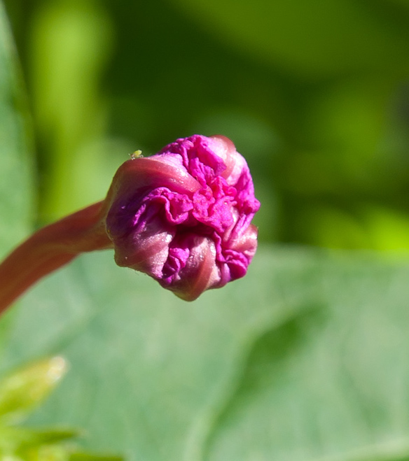 DSC_8736_1.JPG