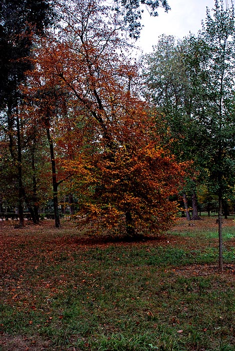 DSC_8740.jpg