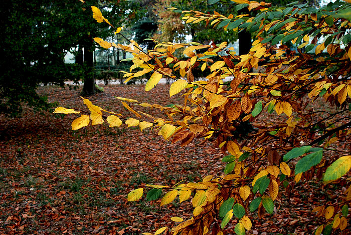 DSC_8743.jpg
