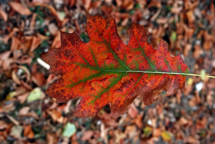 DSC_8786.jpg