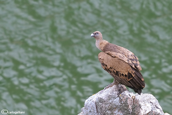 DSC_8859pbase.jpg