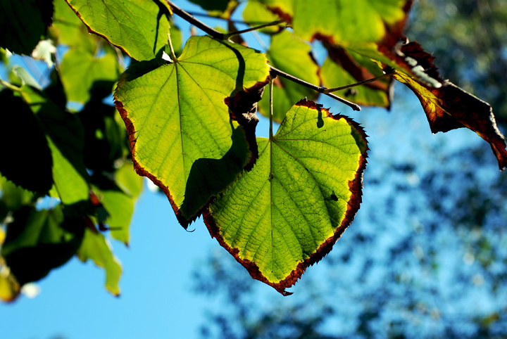 DSC_9185.jpg