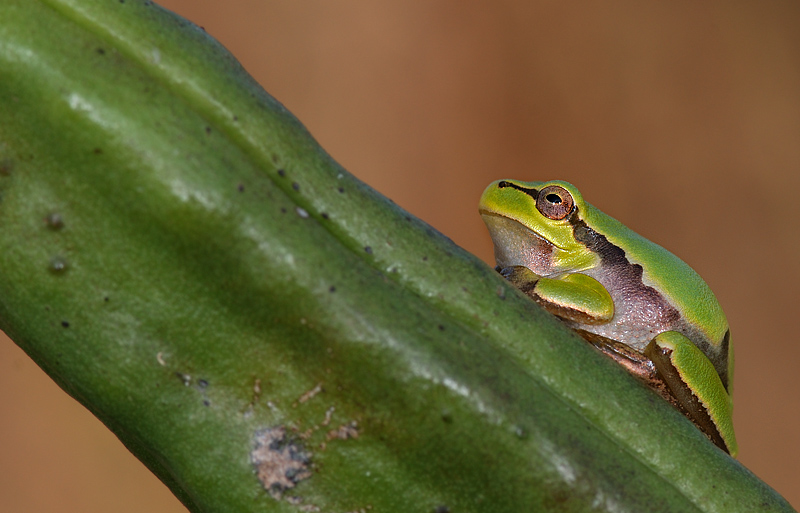 DSC_9225.jpg