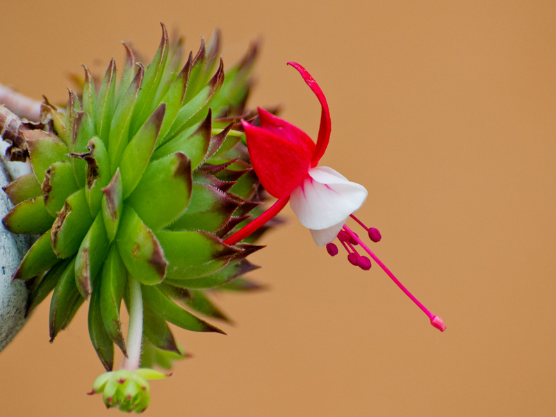 DSC_9409-1.jpg