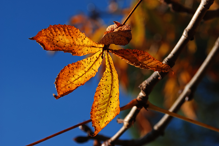 DSC_9412.jpg