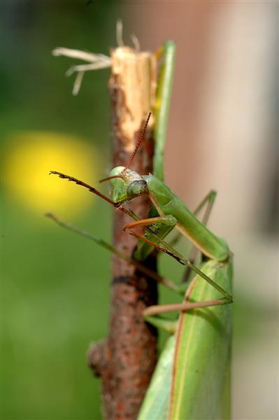 DSC_9454 (Medium).jpg
