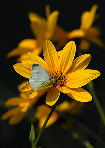 DSC_9545.jpg