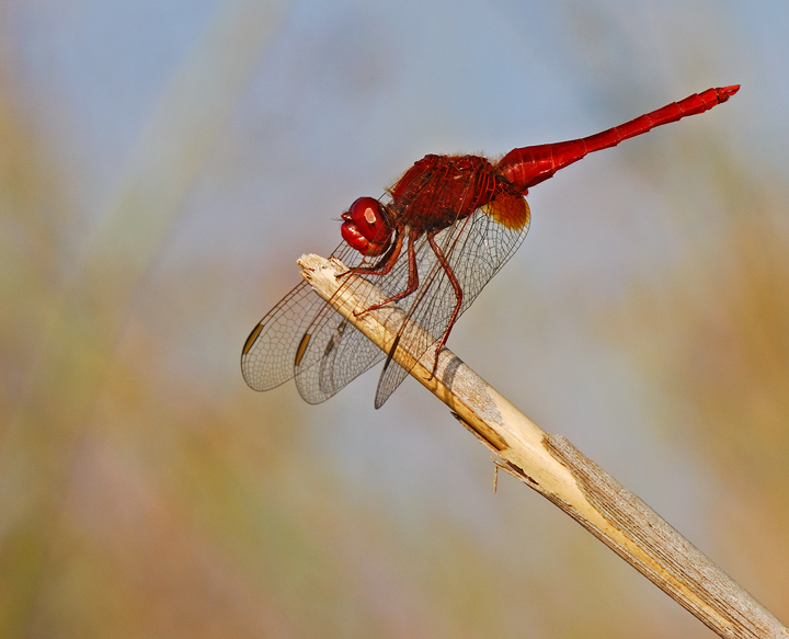 DSC_9562-rossa-f13.jpg