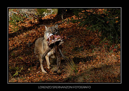 DSC_9613xx.jpg