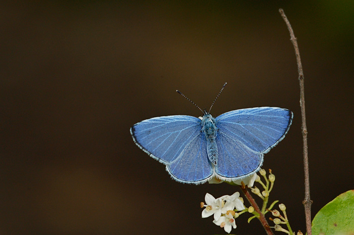 DSC_9627.jpg